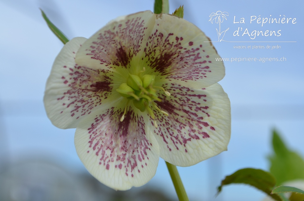 Helleborus orientalis 'White Spotted Lady'