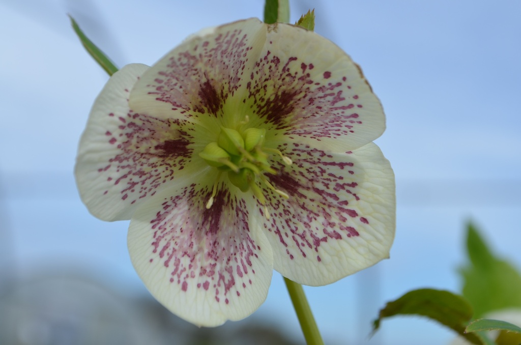 Helleborus orientalis 'White Spotted Lady' (Bio)