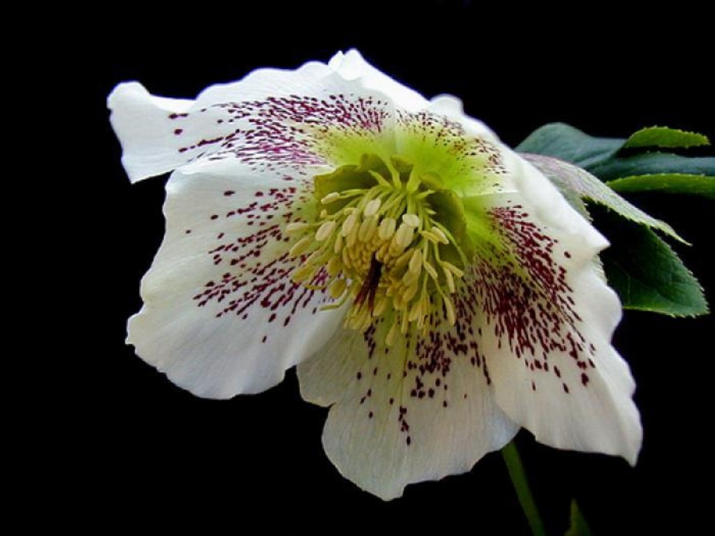 Helleborus orientalis 'White Spotted'