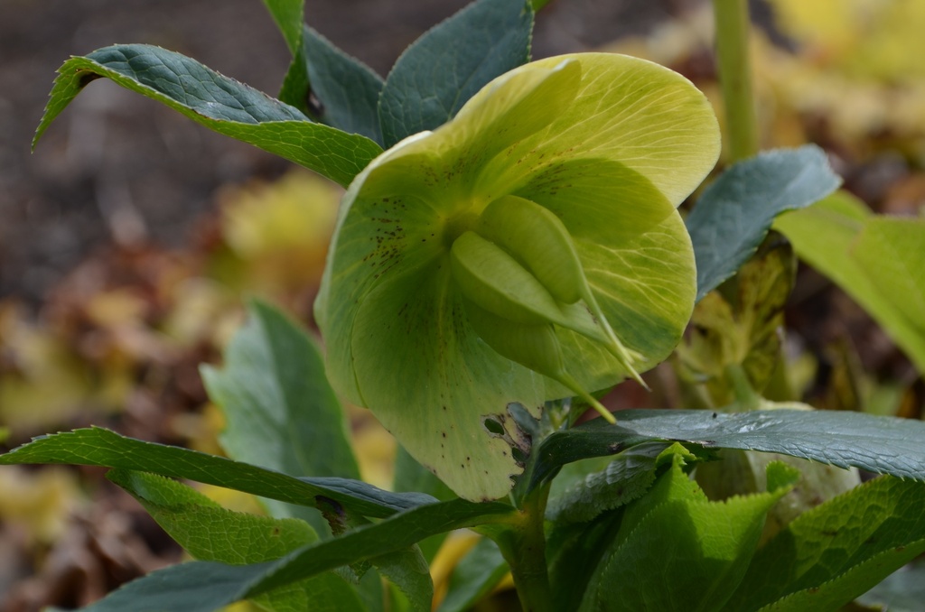 Helleborus orientalis 'Yellow Lady' (Bio)