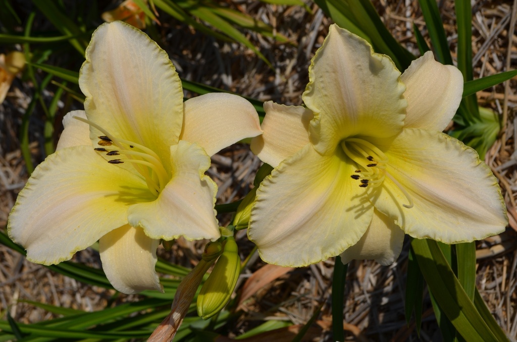 Hemerocallis hybride 'Arctic Snow' (Bio)