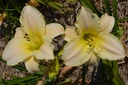 Hemerocallis hybride 'Arctic Snow'