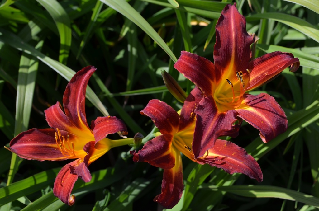 Hemerocallis hybride 'Black Prince'