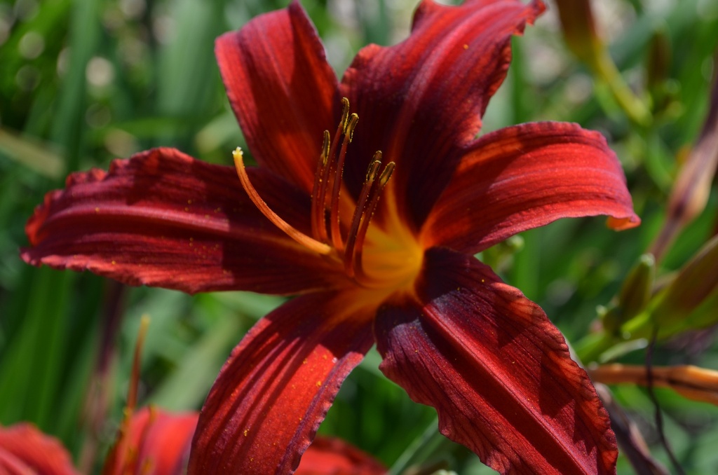 Hemerocallis hybride 'Crimson Pirate' (Bio)