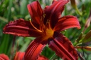 Hemerocallis hybride 'Crimson Pirate'