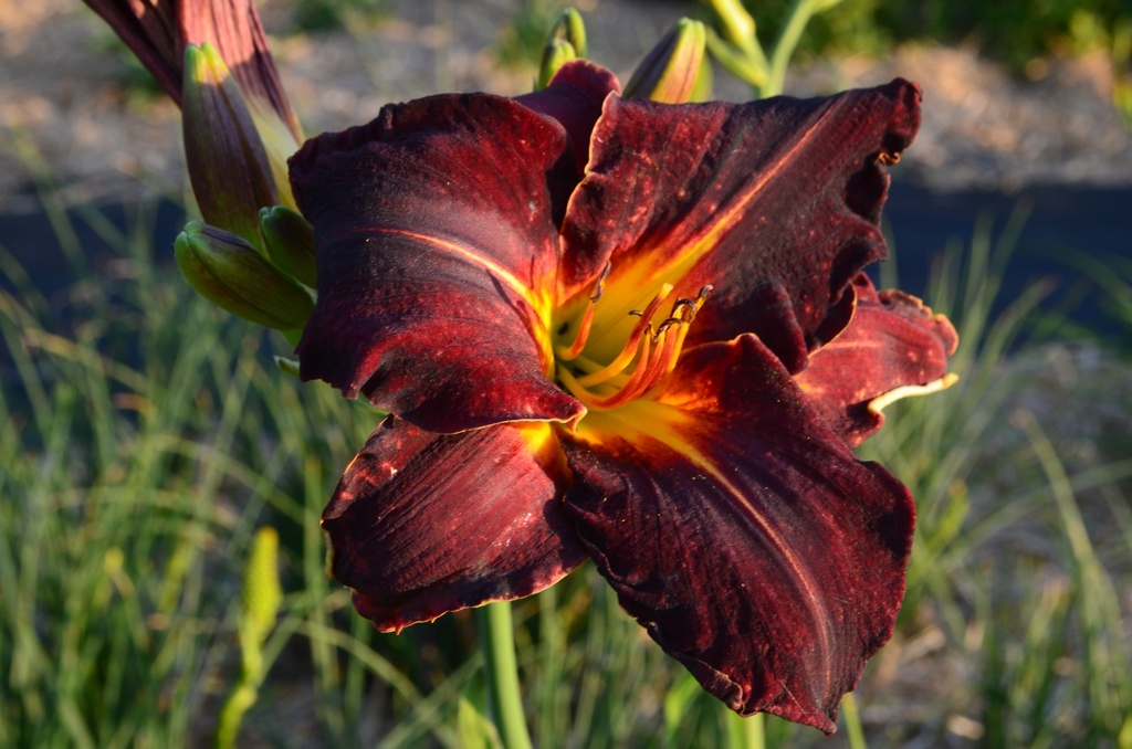 Hemerocallis hybride 'Ed Murray'