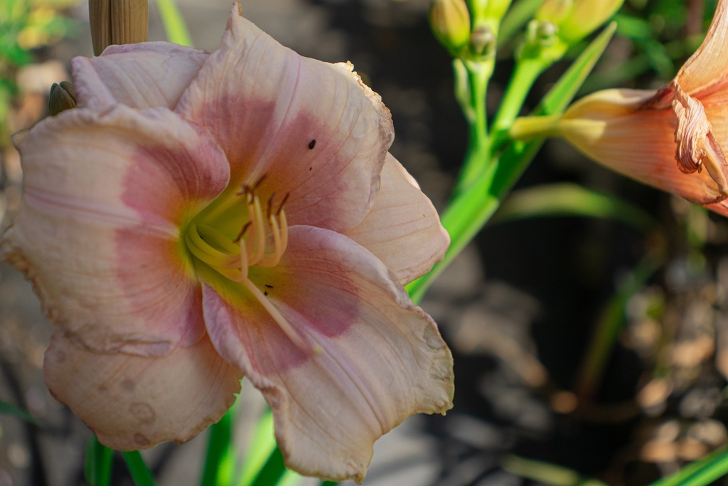 Hemerocallis hybride 'Janice Brown' (Bio)