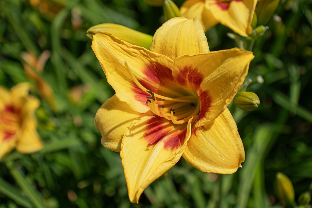 Hemerocallis hybride 'Little Cadet' (Bio)