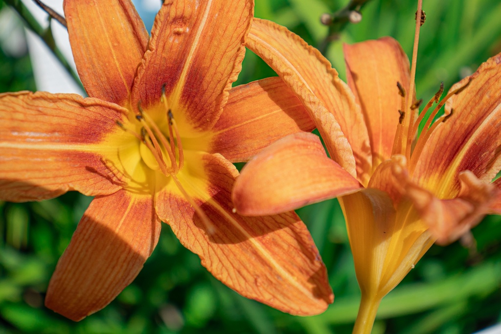 Hemerocallis hybride 'Rajah'