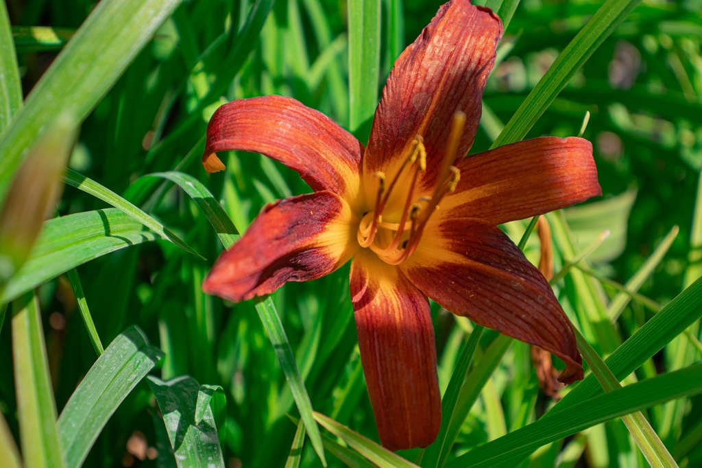 Hemerocallis hybride 'Sammy Russell'