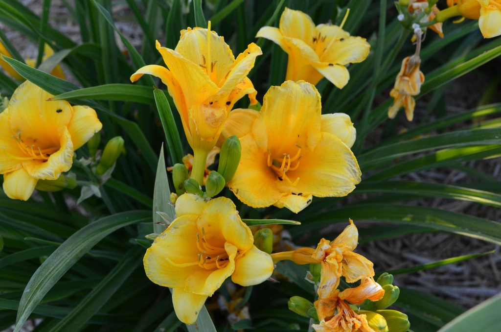 Hemerocallis hybride 'Stella de Oro' (Bio)