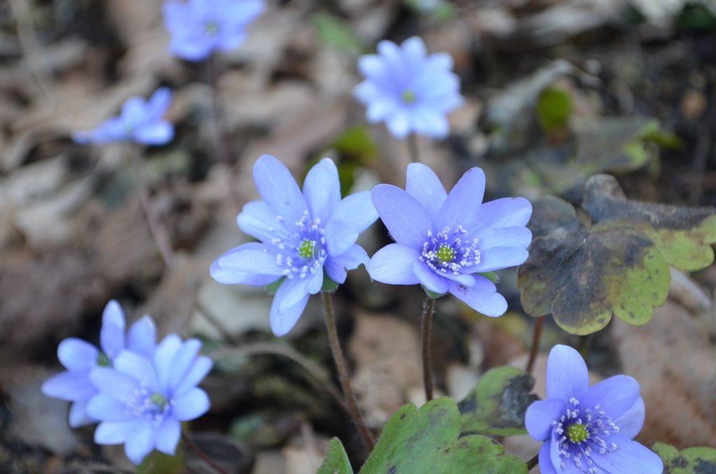 Hepatica nobilis