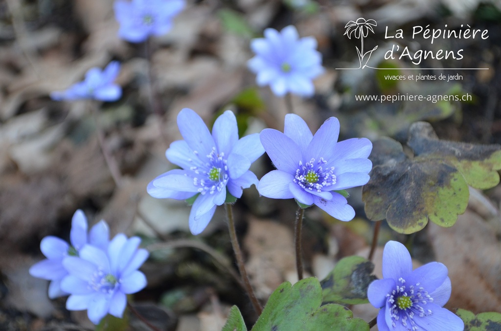Hepatica nobilis