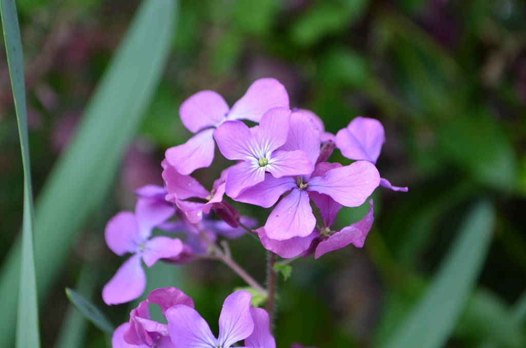 Hesperis matronalis (Bio)