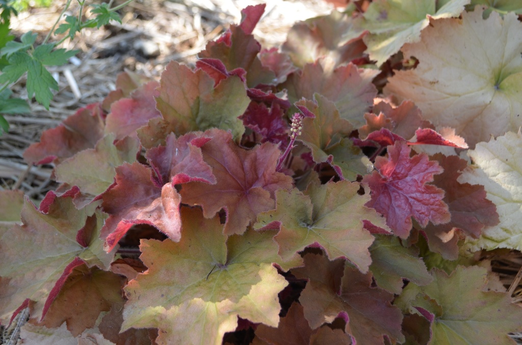 Heuchera hybride 'Caramel' ®