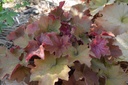 Heuchera hybride 'Caramel' ®