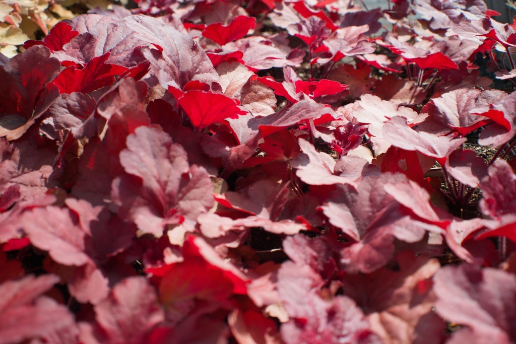 Heuchera hybride 'Fire Alarm' (Bio)