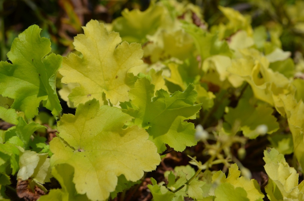 Heuchera hybride 'Lime Marmalade' (Bio)