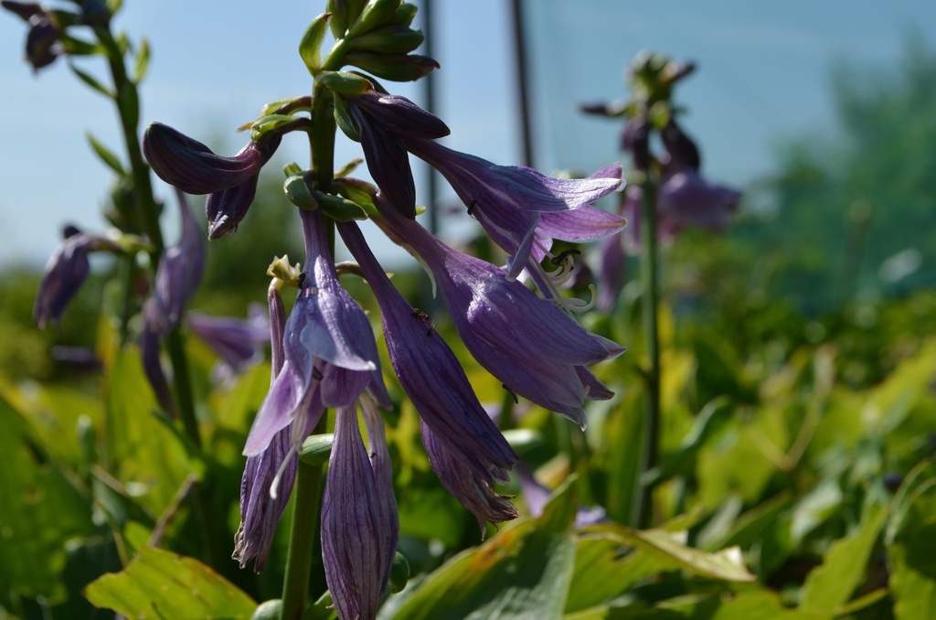 Hosta clausa var. normalis