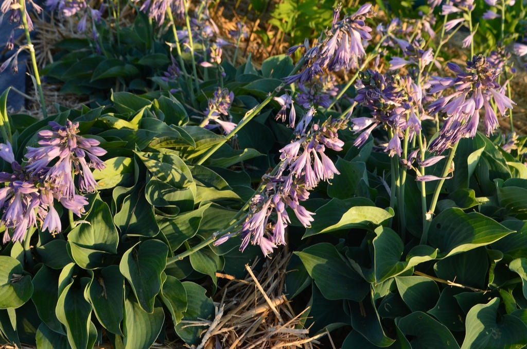 Hosta hybride 'Blue Cadet' (Bio)