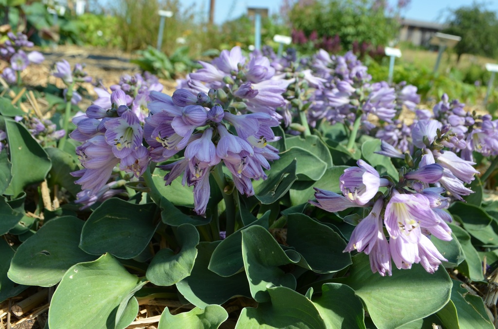 Hosta hybride 'Blue Mouse Ears' (Bio)