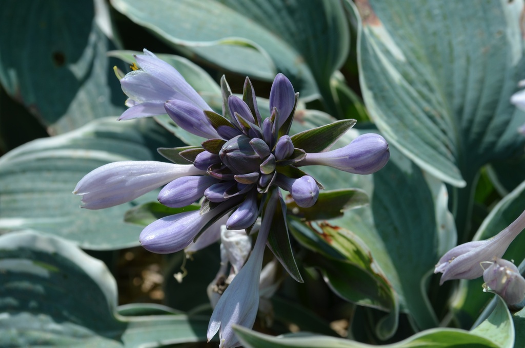 Hosta hybride 'El Nino' (Bio)