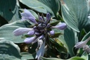 Hosta hybride 'El Nino'