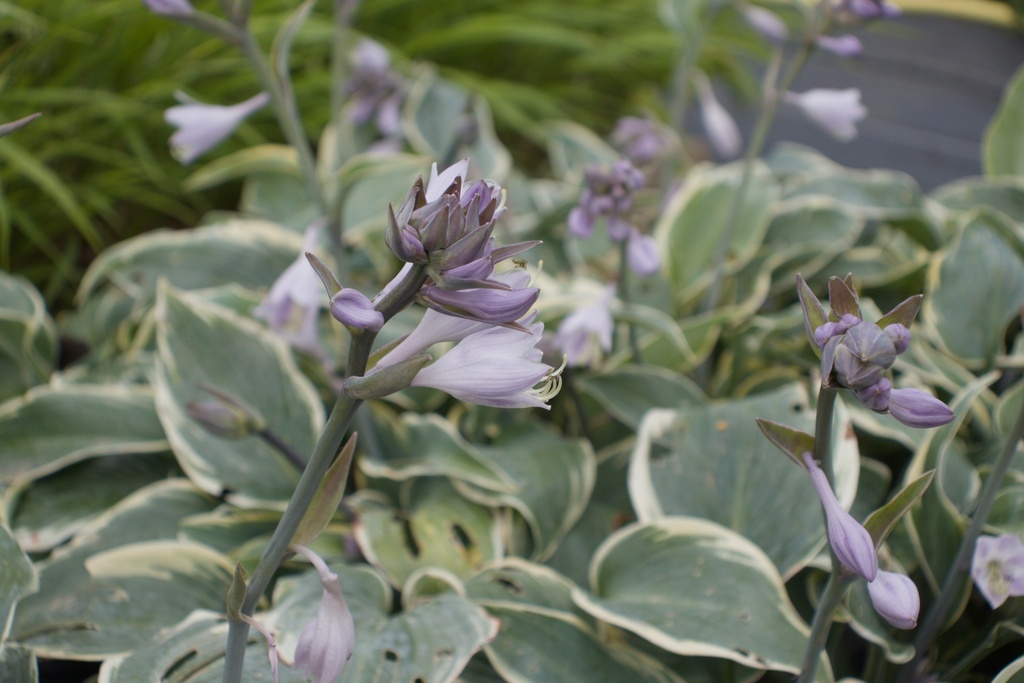 Hosta hybride 'First Frost'