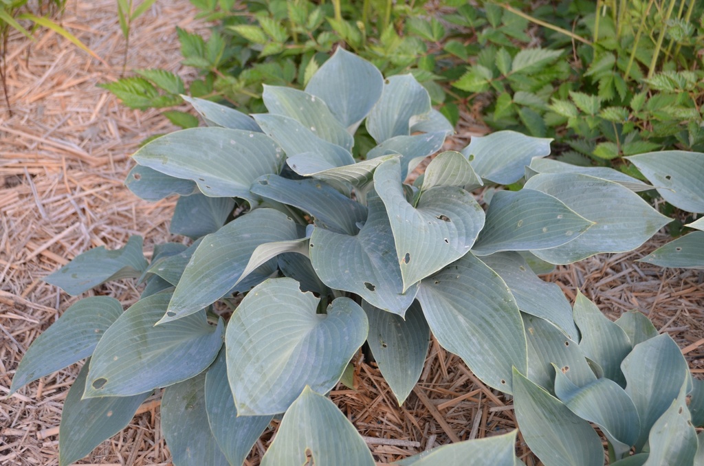 Hosta hybride 'Halcyon' (Bio)