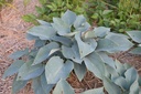 Hosta hybride 'Halcyon'