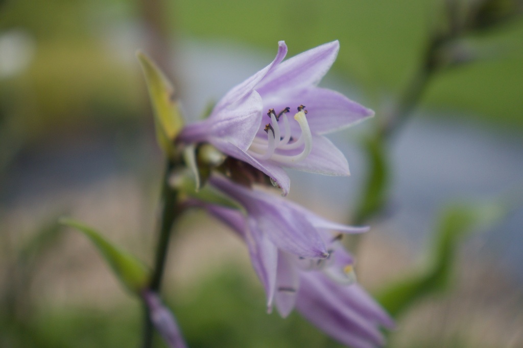 Hosta hybride 'Harry van Trier' (1 Lt., Bio)