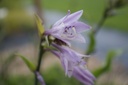 Hosta hybride 'Harry van Trier'