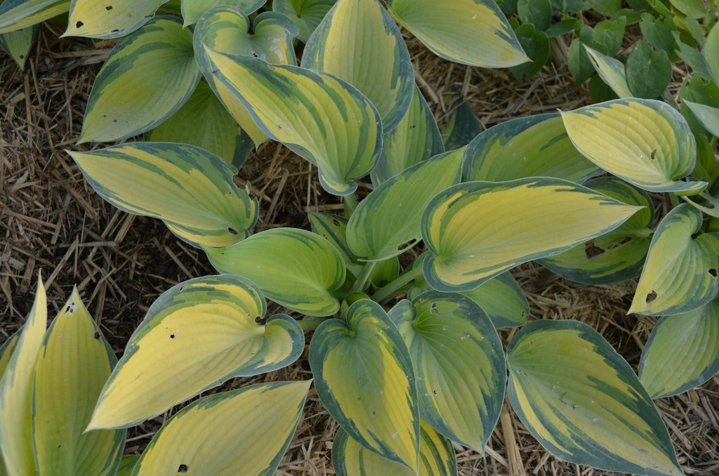 Hosta hybride 'June' (Bio)