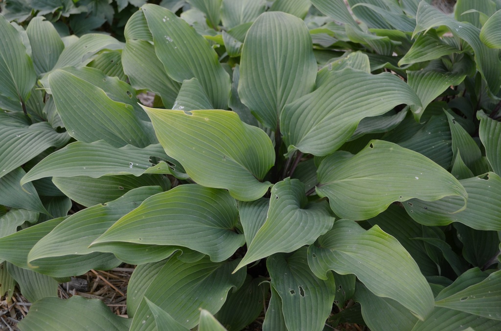 Hosta hybride 'Red October'