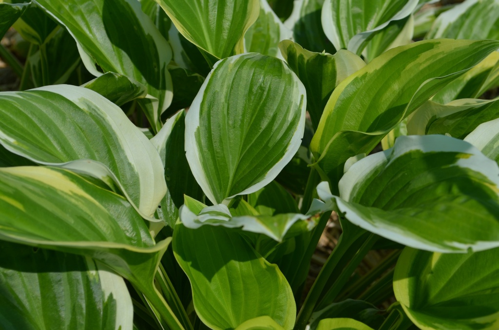 Hosta hybride 'So Sweet'