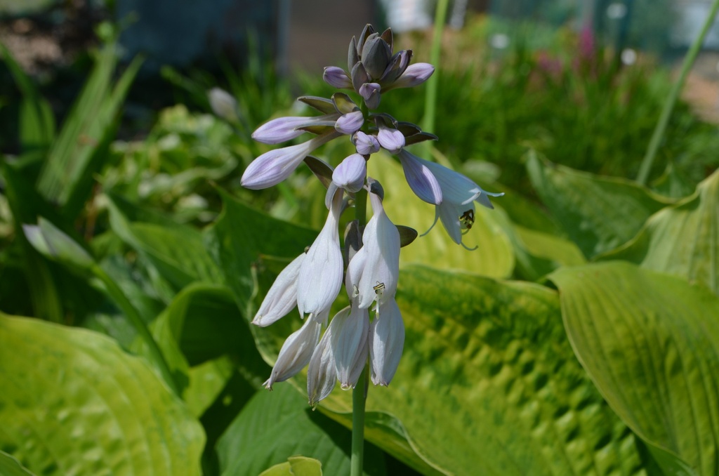 Hosta hybride 'Sum and Substance'