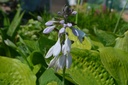 Hosta hybride 'Sum and Substance'
