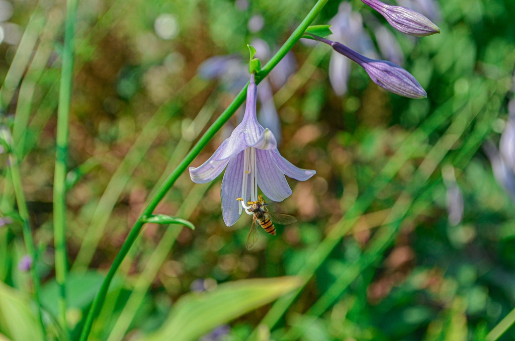Hosta lancifolia