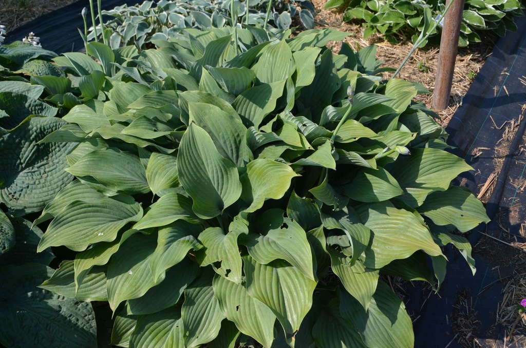 Hosta nigrescens 'Krossa Regal'