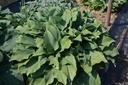 Hosta nigrescens 'Krossa Regal'