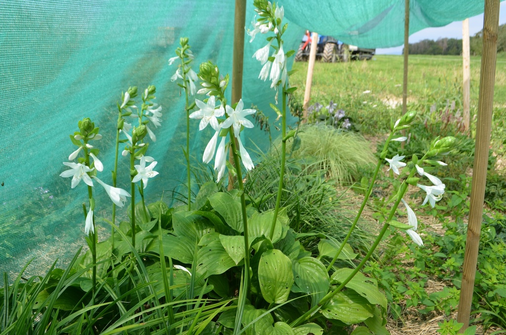Hosta plantaginea 'Royal Standard' (Bio)