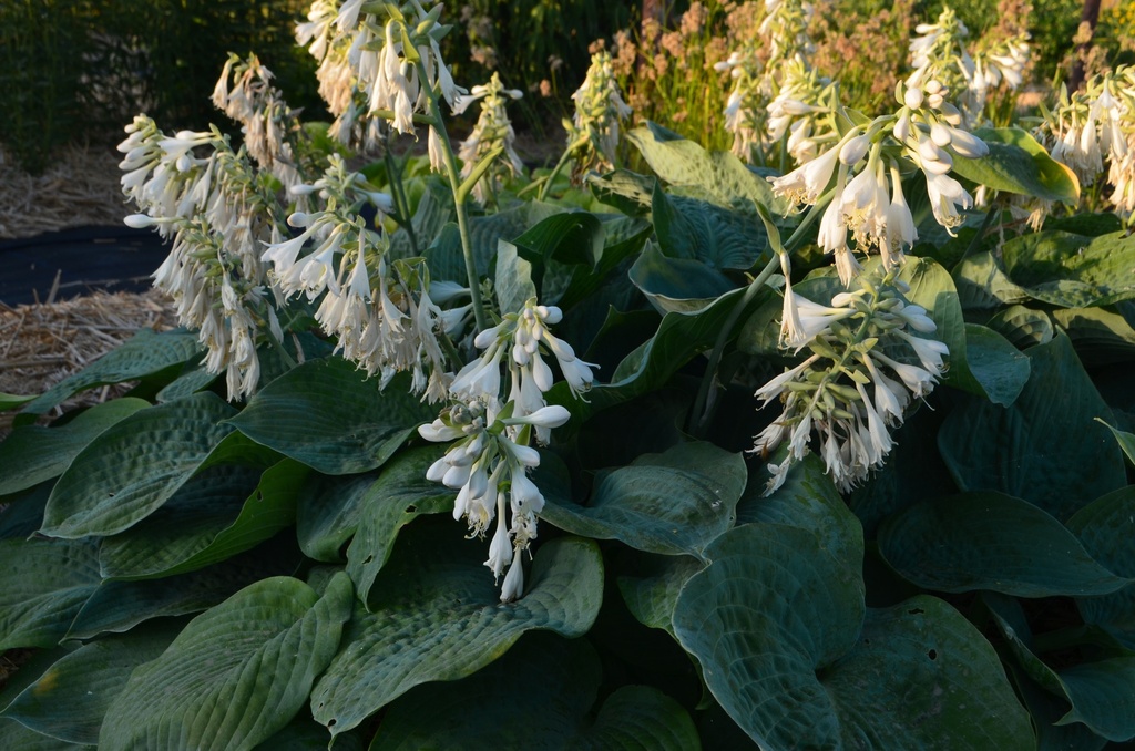 Hosta sieboldiana 'Elegans' (Bio, 1 Lt.)