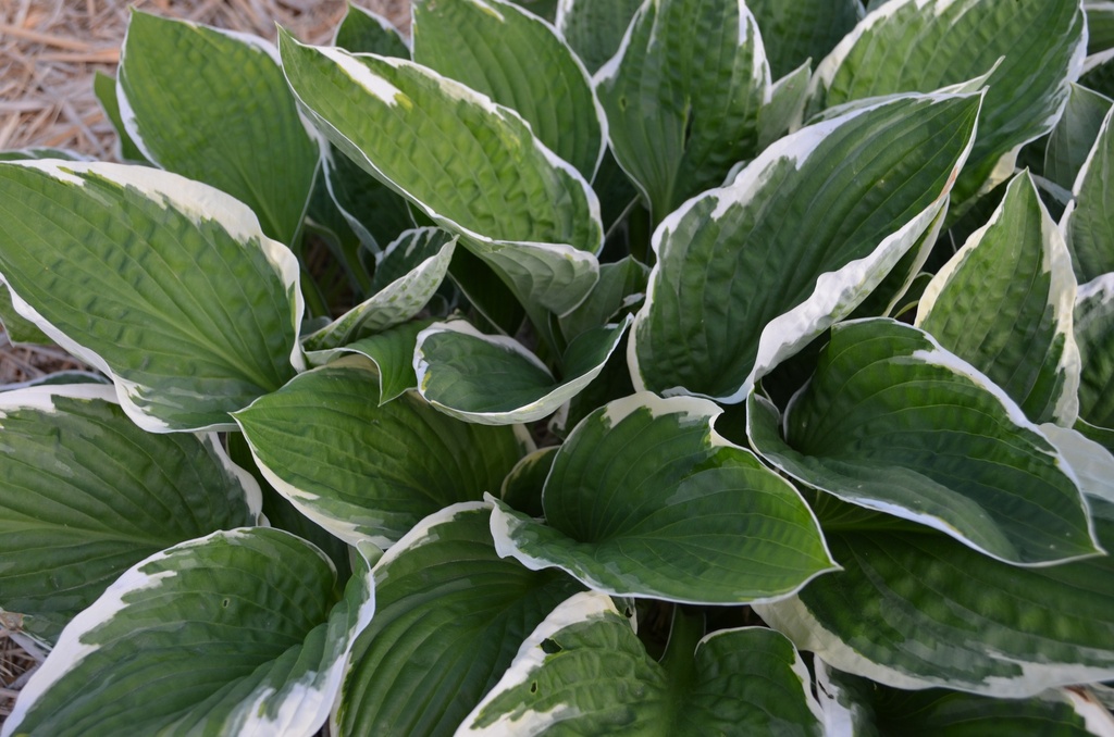 Hosta undulata 'Albomarginata'