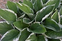 Hosta undulata 'Albomarginata'