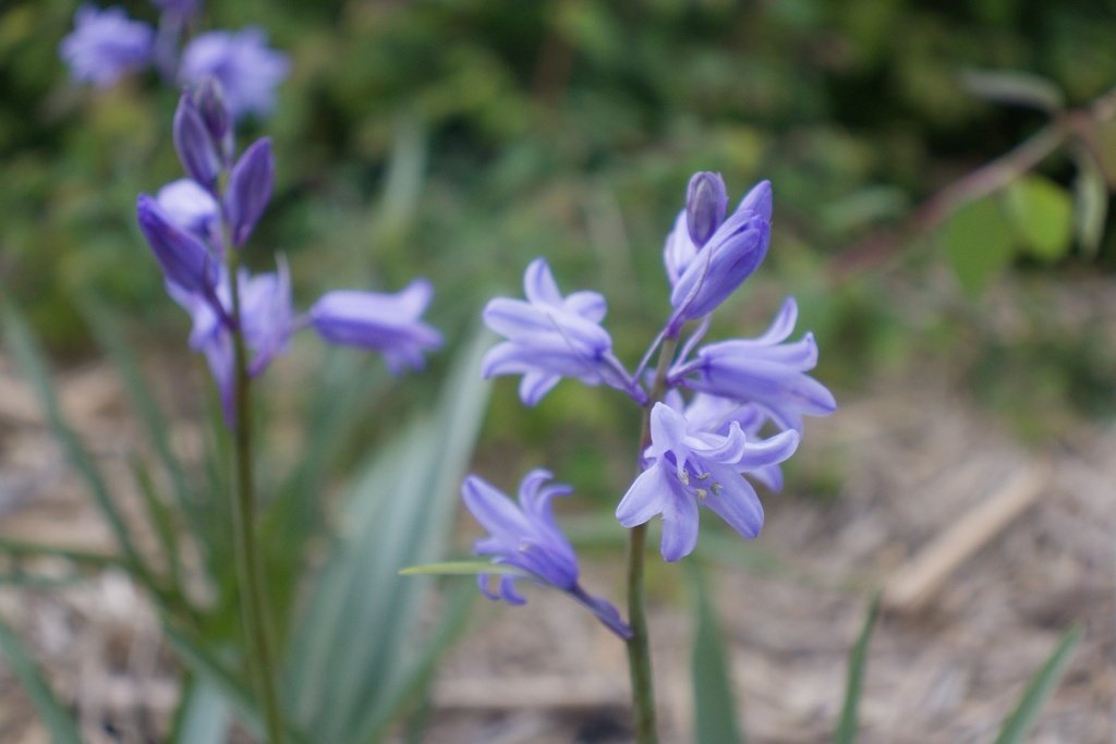 Hyacinthoides non-scripta (Bio)