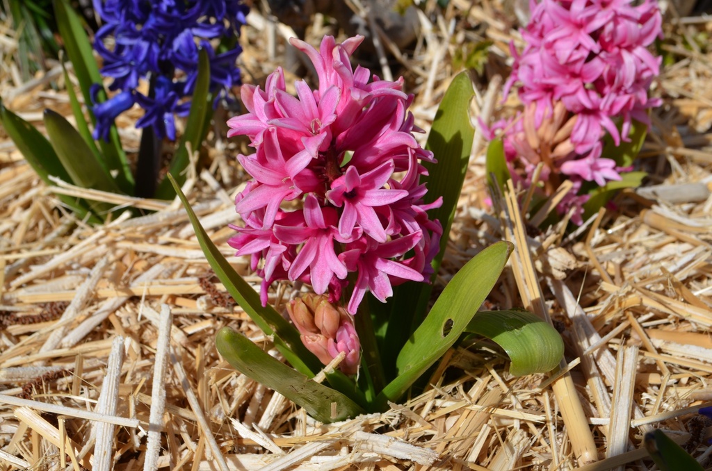 Hyacinthus hybride 'Pink Pearl' (Bio)