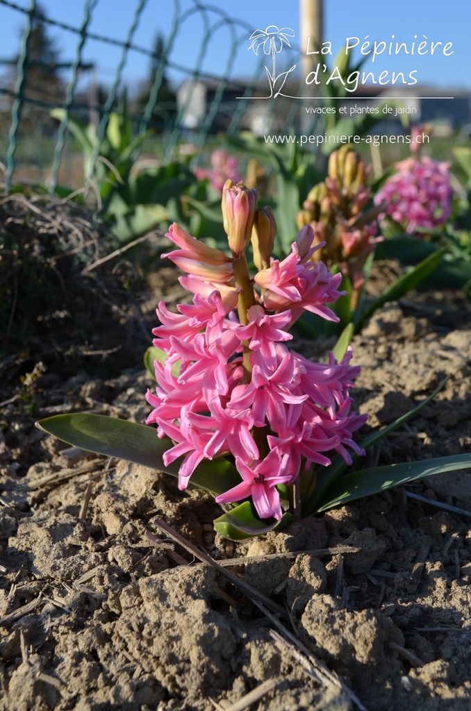 Hyacinthus hybride 'Pink Pearl'