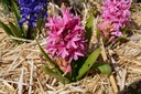 Hyacinthus hybride 'Pink Pearl'