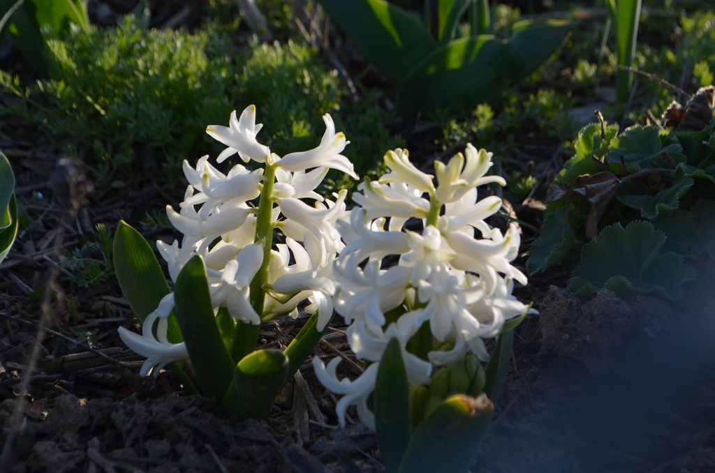 Hyacinthus multiflora 'White Pearl' (Bio)