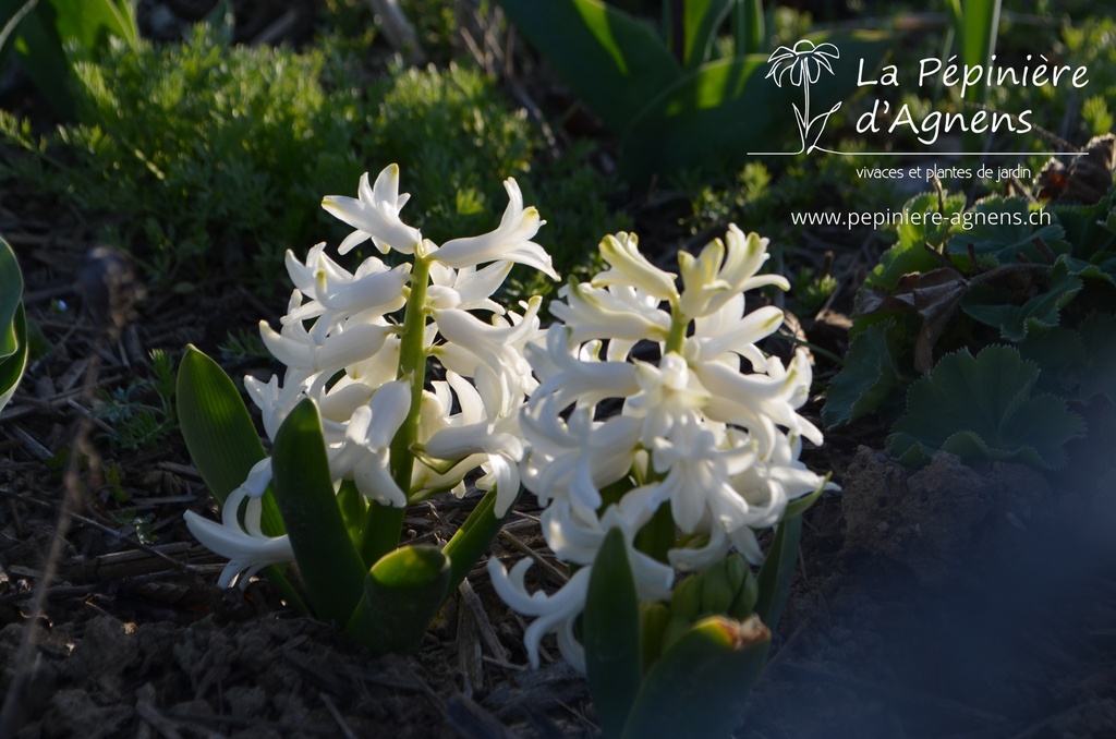 Hyacinthus multiflora 'White Pearl'